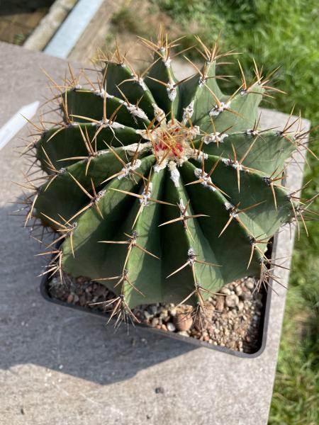 Ferocactus schwarzii